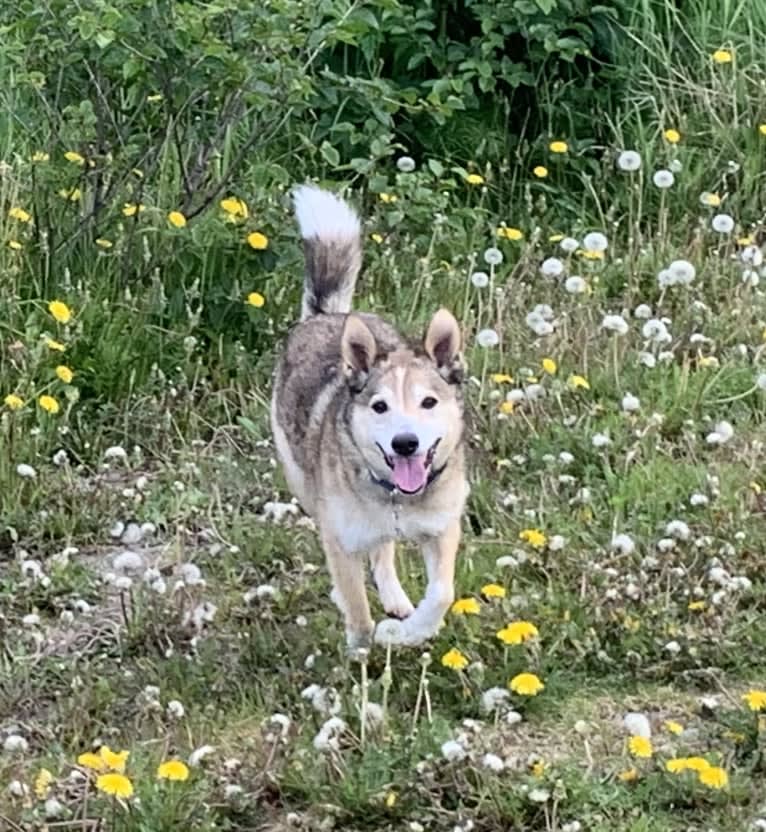 Wiley, an Alaskan-type Husky and Labrador Retriever mix tested with EmbarkVet.com