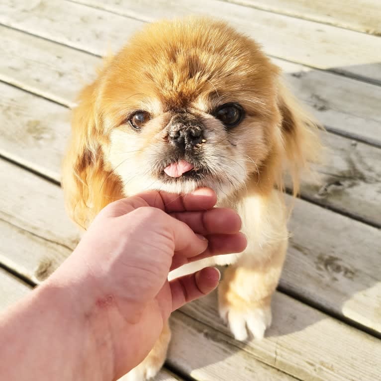 Ernest, a Pekingese tested with EmbarkVet.com