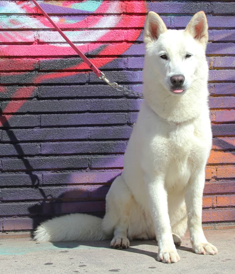 Kalibel, a German Shepherd Dog and Siberian Husky mix tested with EmbarkVet.com
