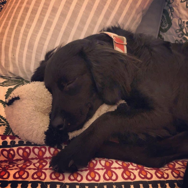 Maya, a Boykin Spaniel and Labrador Retriever mix tested with EmbarkVet.com