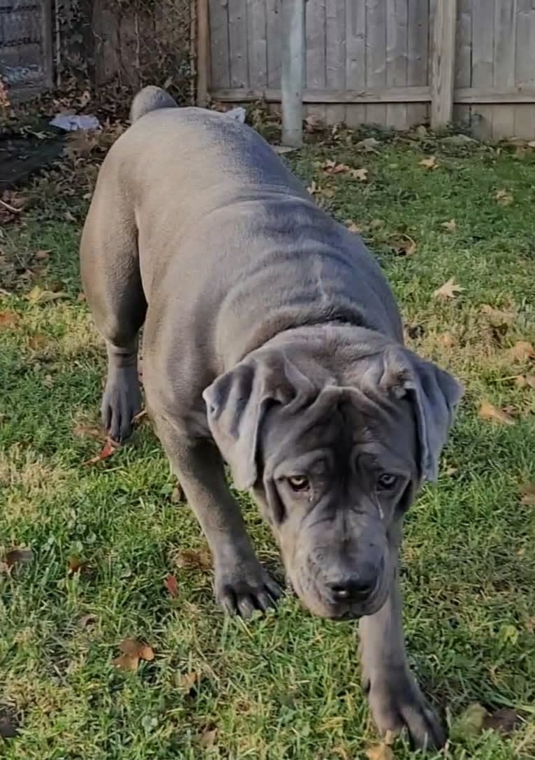 Jelani Jehzara, a Boerboel tested with EmbarkVet.com