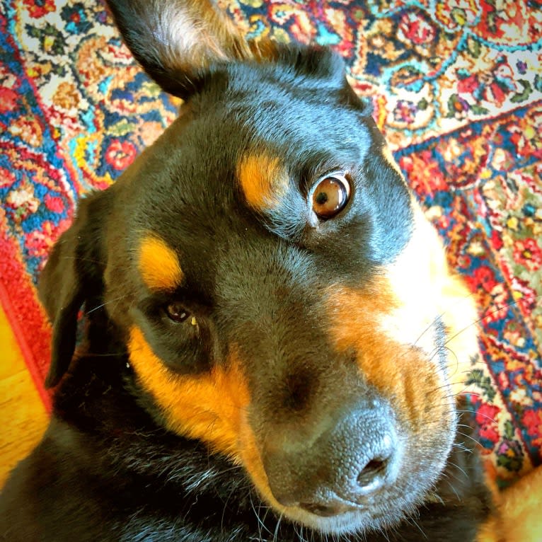 Bruno, a Rottweiler and Australian Cattle Dog mix tested with EmbarkVet.com
