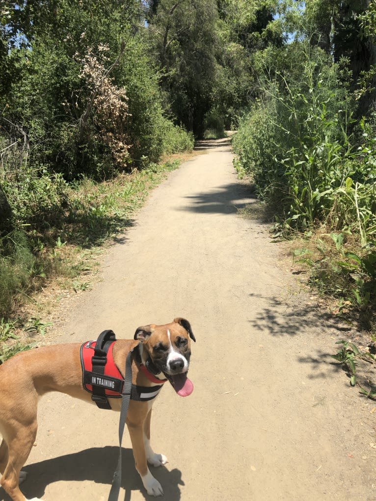 Ripley, a Boxer and German Shepherd Dog mix tested with EmbarkVet.com