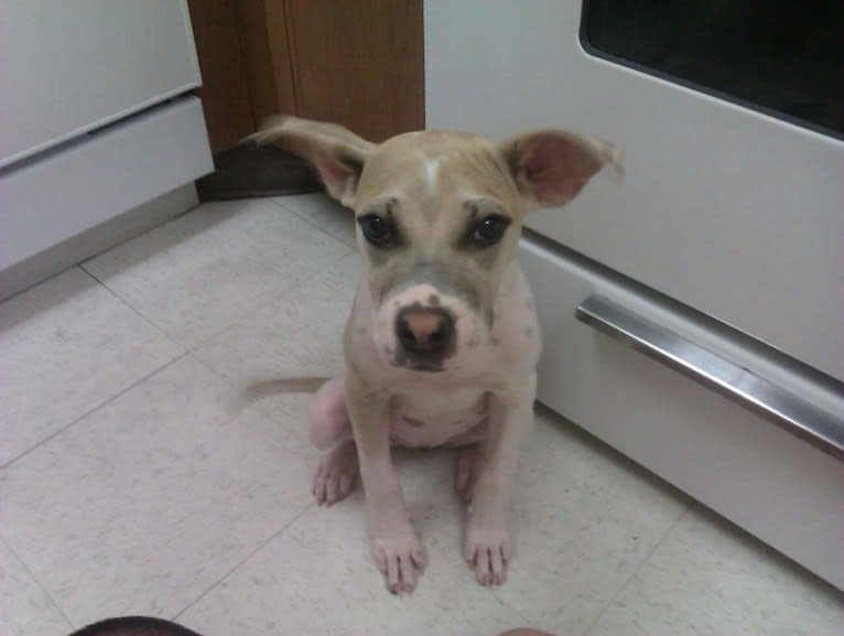 Kita Bonita, an American Bulldog and Chow Chow mix tested with EmbarkVet.com