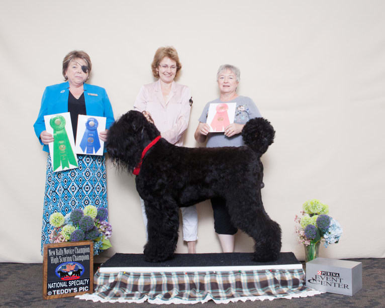 Bram- Orion's Black Star Tara's Sarja, a Black Russian Terrier tested with EmbarkVet.com