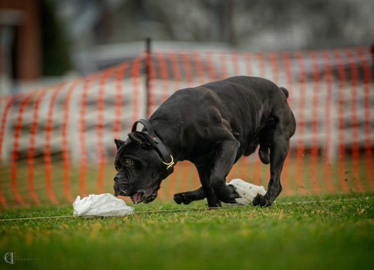Diesel, a Cane Corso tested with EmbarkVet.com