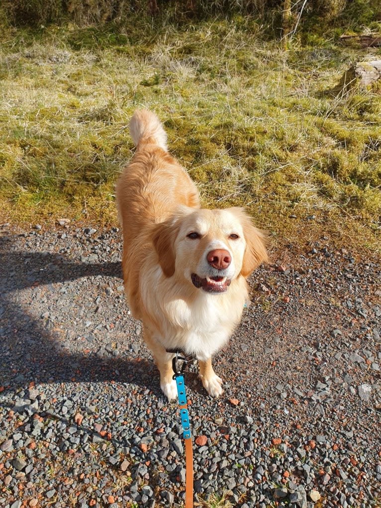 Olive, an Eastern European Village Dog tested with EmbarkVet.com