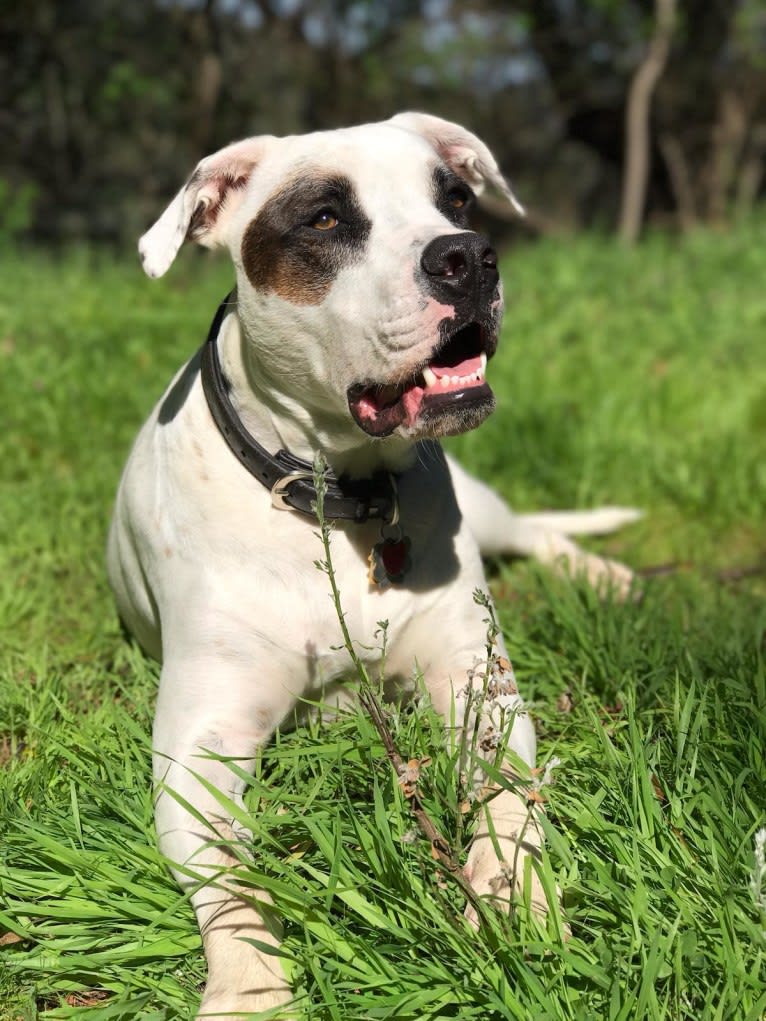 Aubin, an American Bulldog and Brittany mix tested with EmbarkVet.com