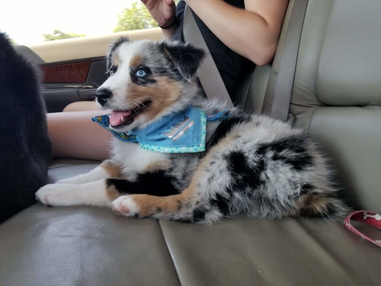 Ellie Einstein Cow Creek Aussies, an Australian Shepherd tested with EmbarkVet.com