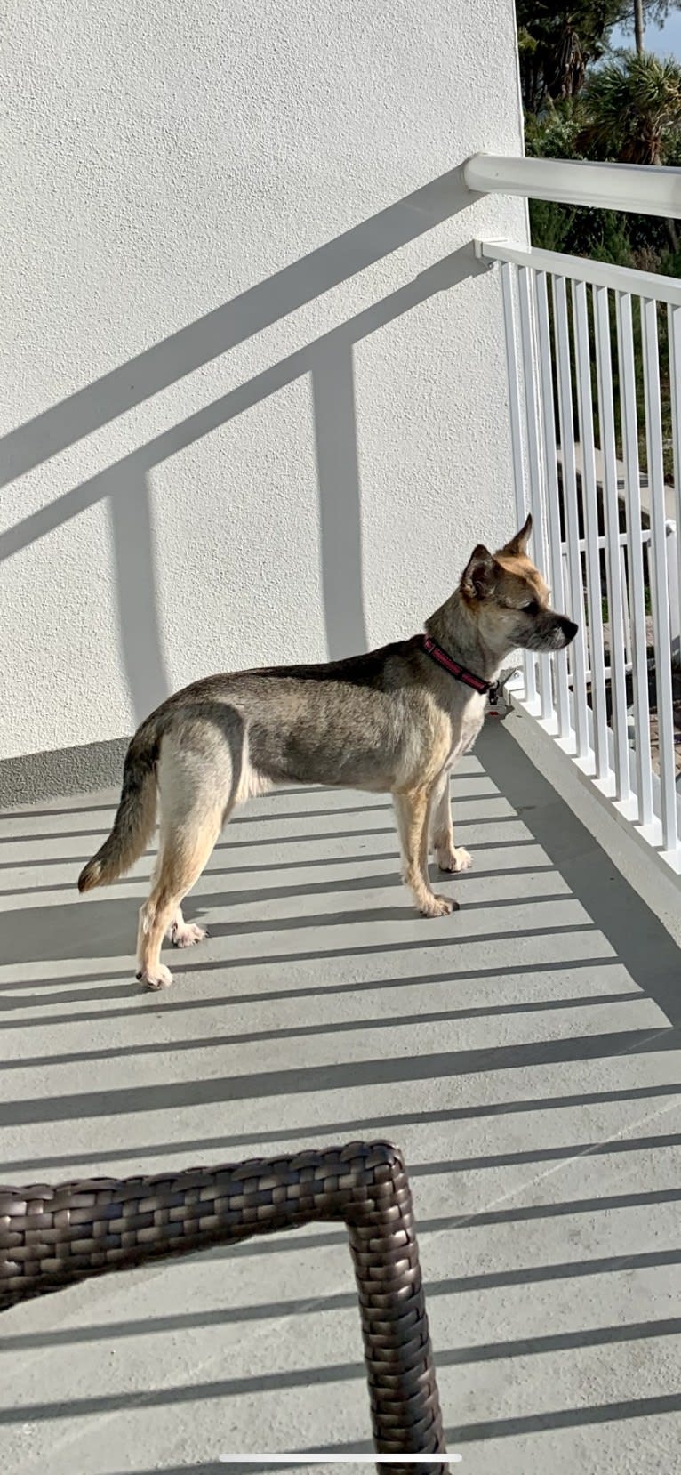 Macey, an Australian Cattle Dog and Chihuahua mix tested with EmbarkVet.com