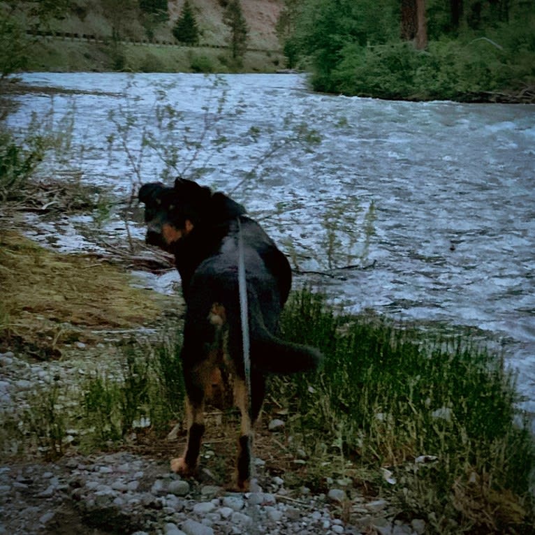 Bruno, a Rottweiler and Australian Cattle Dog mix tested with EmbarkVet.com