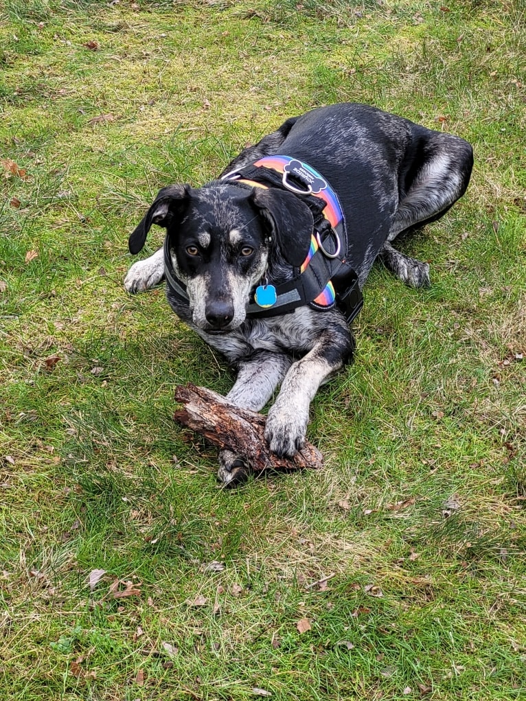 Elliott Mahomes Rinehart Phipps, a Catahoula Leopard Dog and Australian Shepherd mix tested with EmbarkVet.com