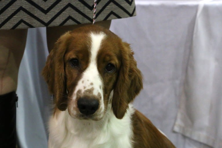 Poppy, a Welsh Springer Spaniel tested with EmbarkVet.com