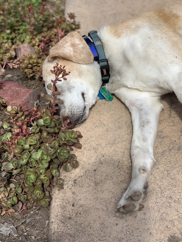 Lizzie, an American Foxhound tested with EmbarkVet.com