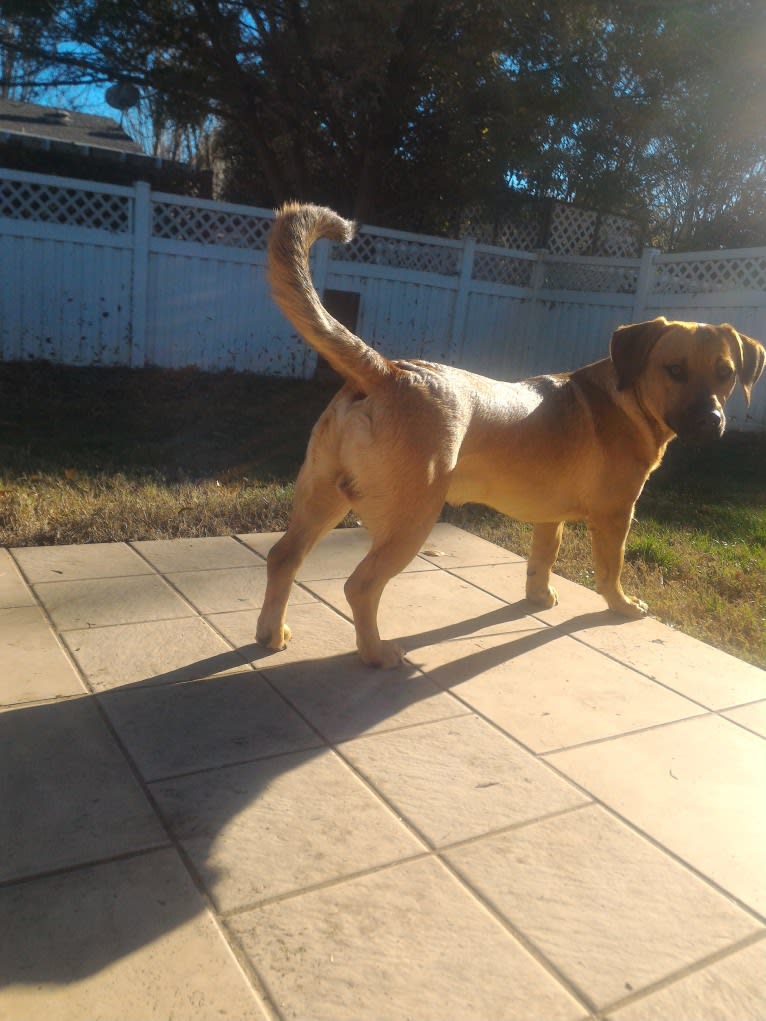 Cody, a Basset Hound and Australian Cattle Dog mix tested with EmbarkVet.com