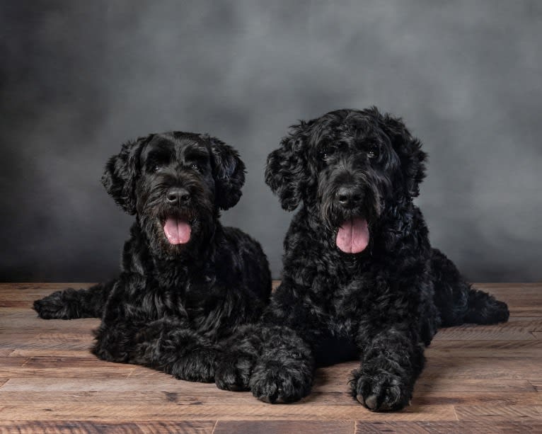 Raven, a Black Russian Terrier tested with EmbarkVet.com