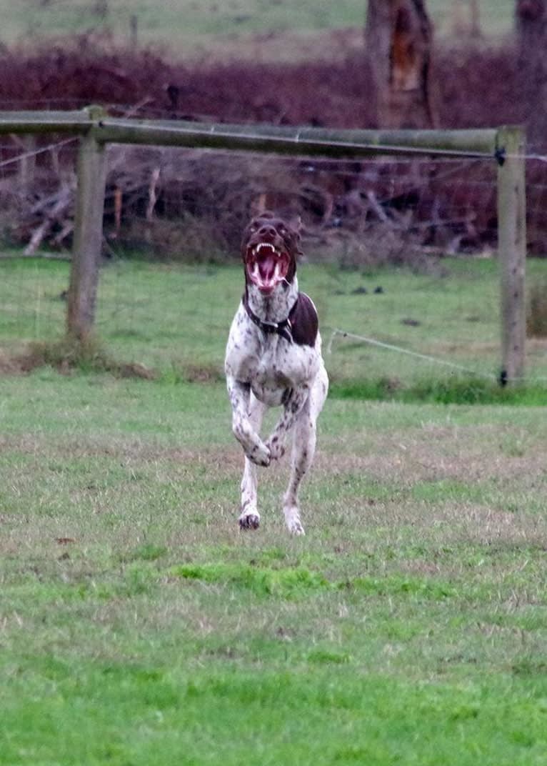 Crixus, a German Shorthaired Pointer and Alaskan-type Husky mix tested with EmbarkVet.com