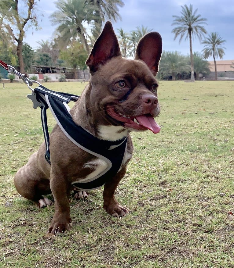Kiki, a French Bulldog and Chihuahua mix tested with EmbarkVet.com