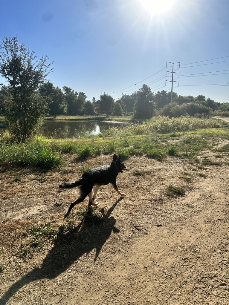 Pyro, a German Shepherd Dog (6.9% unresolved) tested with EmbarkVet.com