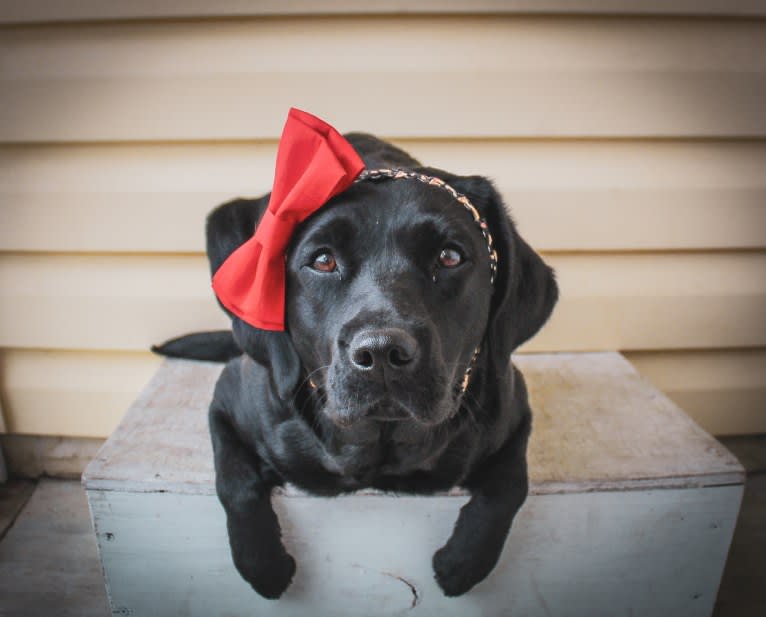 River, a Labrador Retriever tested with EmbarkVet.com