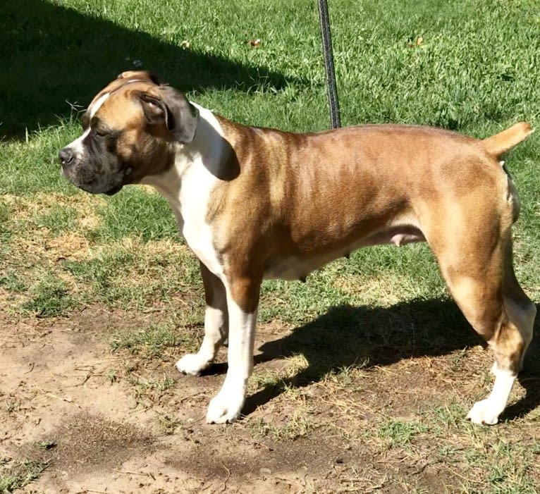 Ziva, a Boerboel tested with EmbarkVet.com