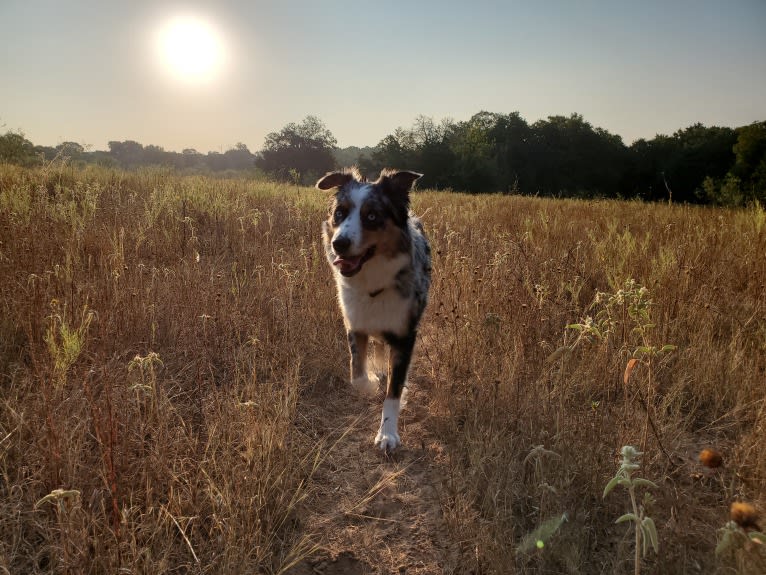 Ellie Einstein Cow Creek Aussies, an Australian Shepherd tested with EmbarkVet.com