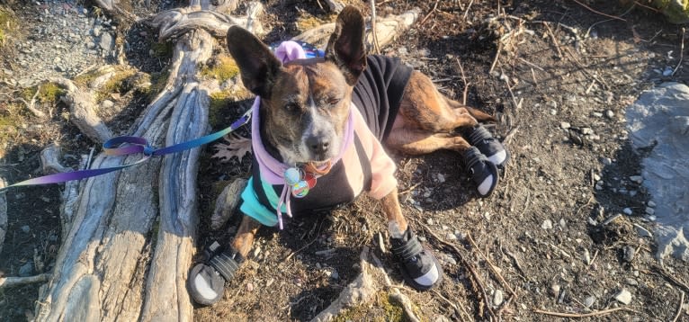 Rosie, a Boston Terrier and Basset Hound mix tested with EmbarkVet.com