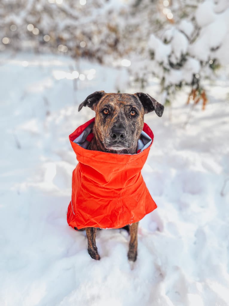 Wren, a Catahoula Leopard Dog and Rottweiler mix tested with EmbarkVet.com