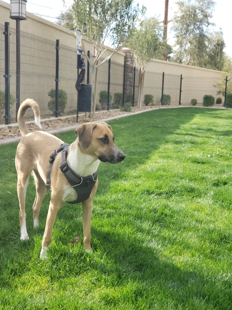 Max, a Treeing Walker Coonhound and American Pit Bull Terrier mix tested with EmbarkVet.com