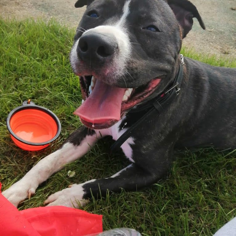 Loki, a Staffordshire Bull Terrier and American Pit Bull Terrier mix tested with EmbarkVet.com