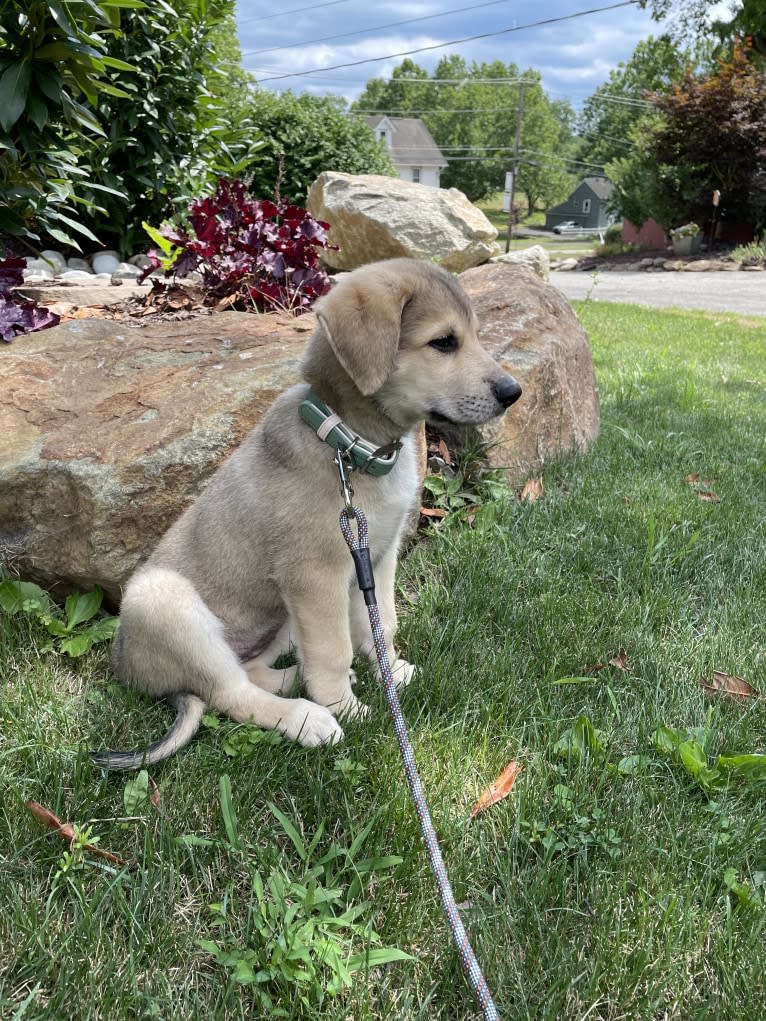 Sadie, a Great Pyrenees and German Shepherd Dog mix tested with EmbarkVet.com