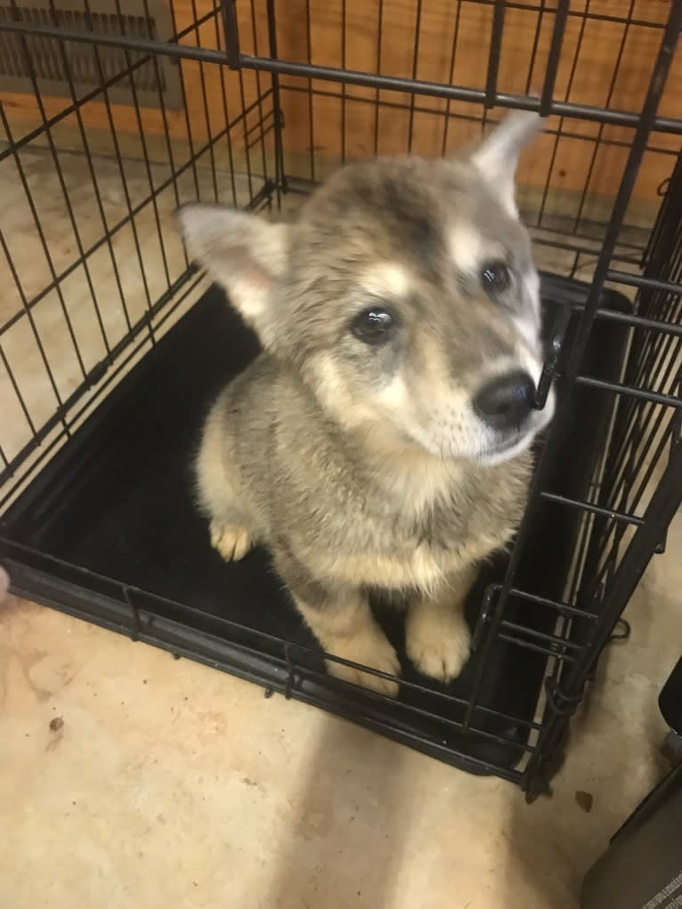 Leila, a Siberian Husky tested with EmbarkVet.com