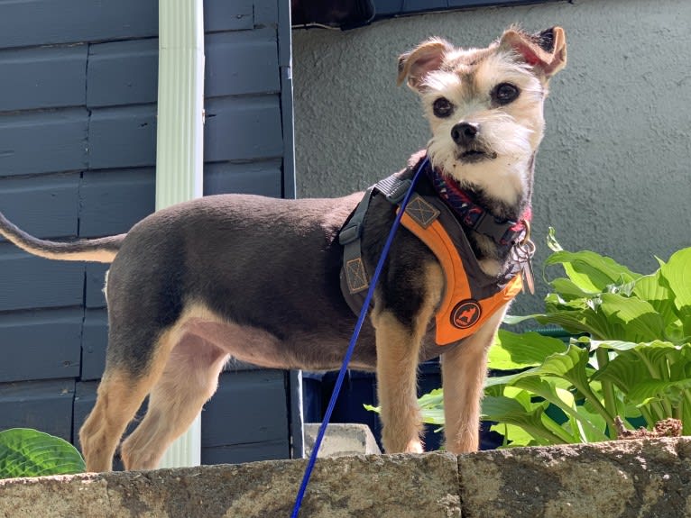 Rosie, a Yorkshire Terrier and Chihuahua mix tested with EmbarkVet.com