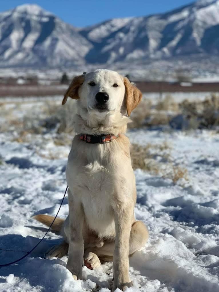 Eddie, a Labrador Retriever and Siberian Husky mix tested with EmbarkVet.com