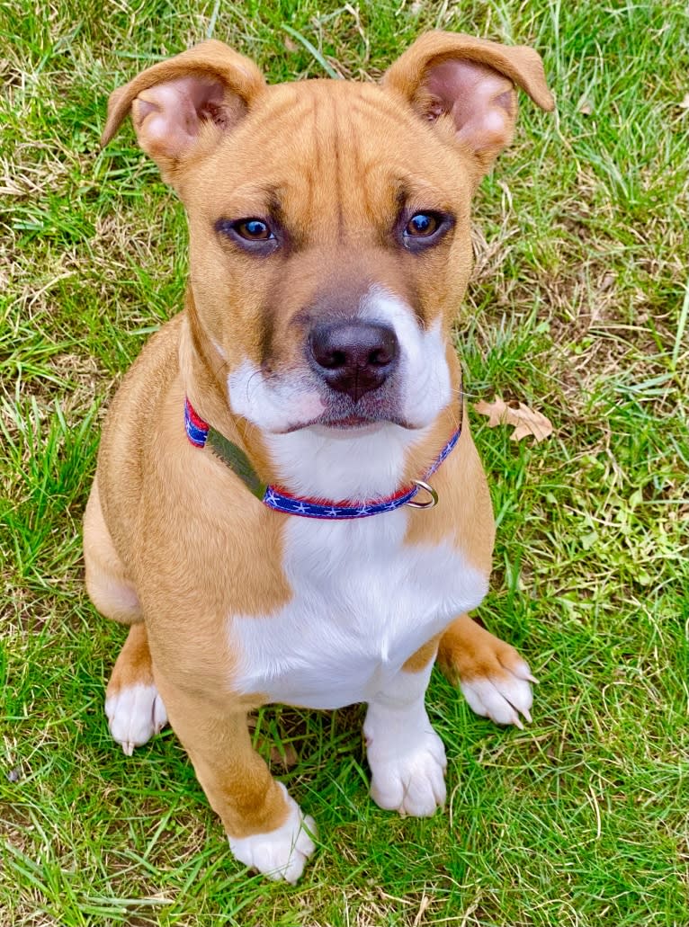 Chubs, an American Pit Bull Terrier and Boxer mix tested with EmbarkVet.com