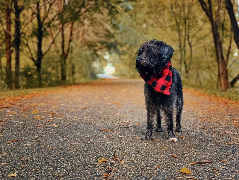 Poppy, a Miniature Schnauzer tested with EmbarkVet.com