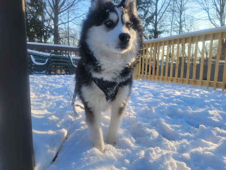 Tikanni, a Pomsky tested with EmbarkVet.com