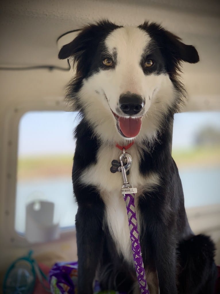 Bryn, a Border Collie tested with EmbarkVet.com