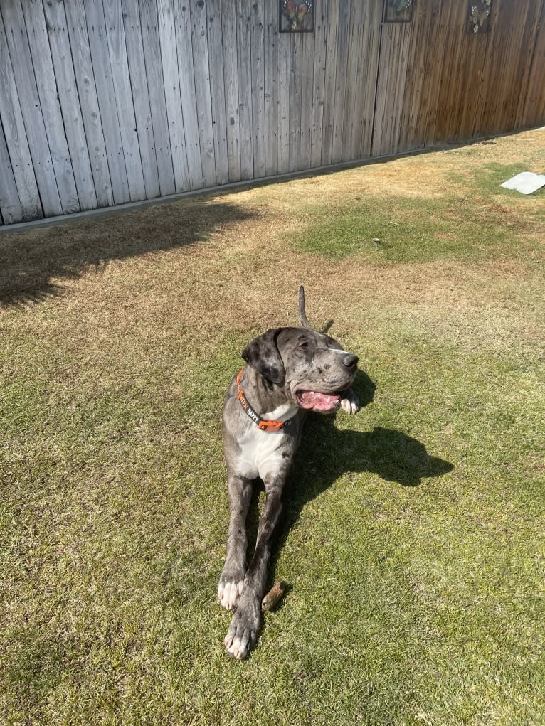 Blue, a Great Dane tested with EmbarkVet.com