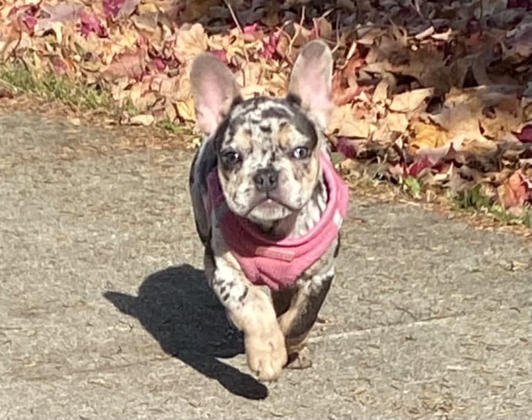 Remi, a French Bulldog tested with EmbarkVet.com
