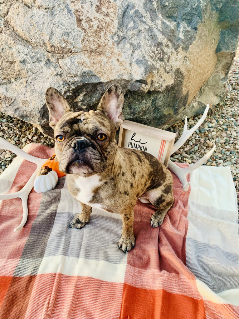 Opie, a French Bulldog tested with EmbarkVet.com