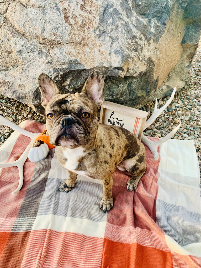Opie, a French Bulldog tested with EmbarkVet.com