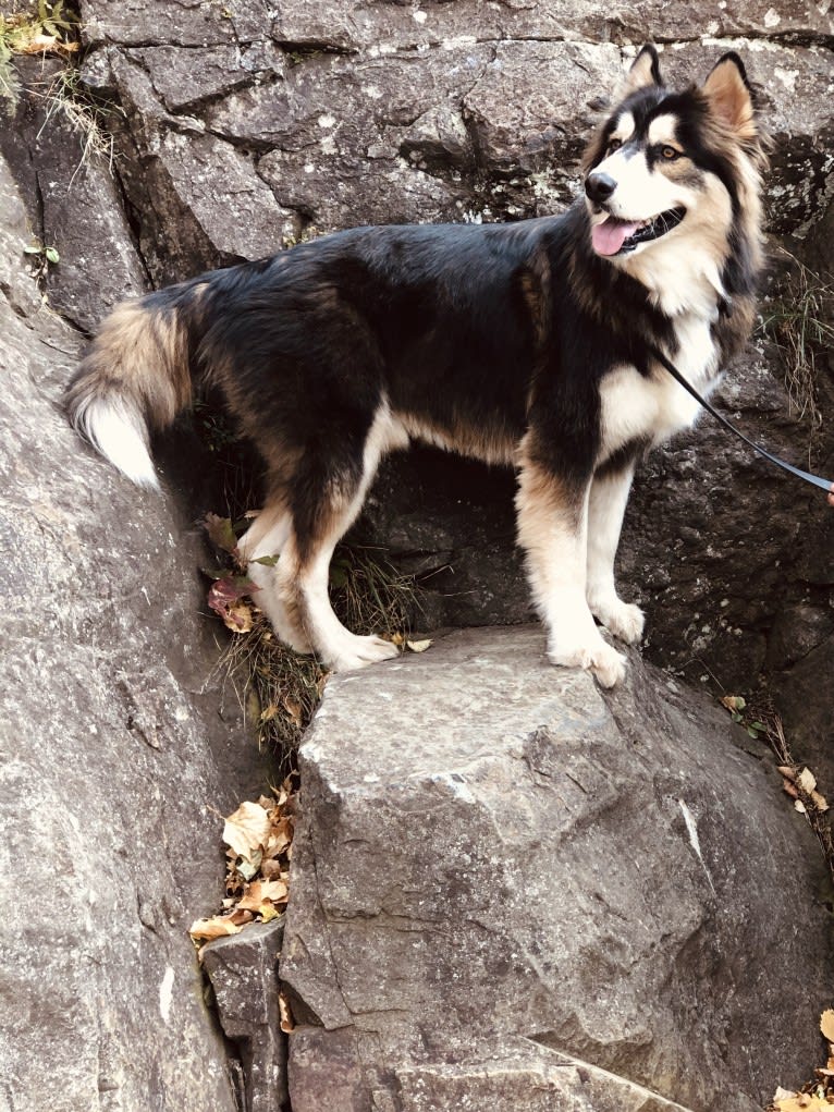 Kodiak (Koda), a Siberian Husky and Chinese Shar-Pei mix tested with EmbarkVet.com