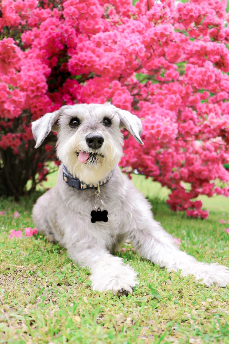 Lanier, a Miniature Schnauzer tested with EmbarkVet.com