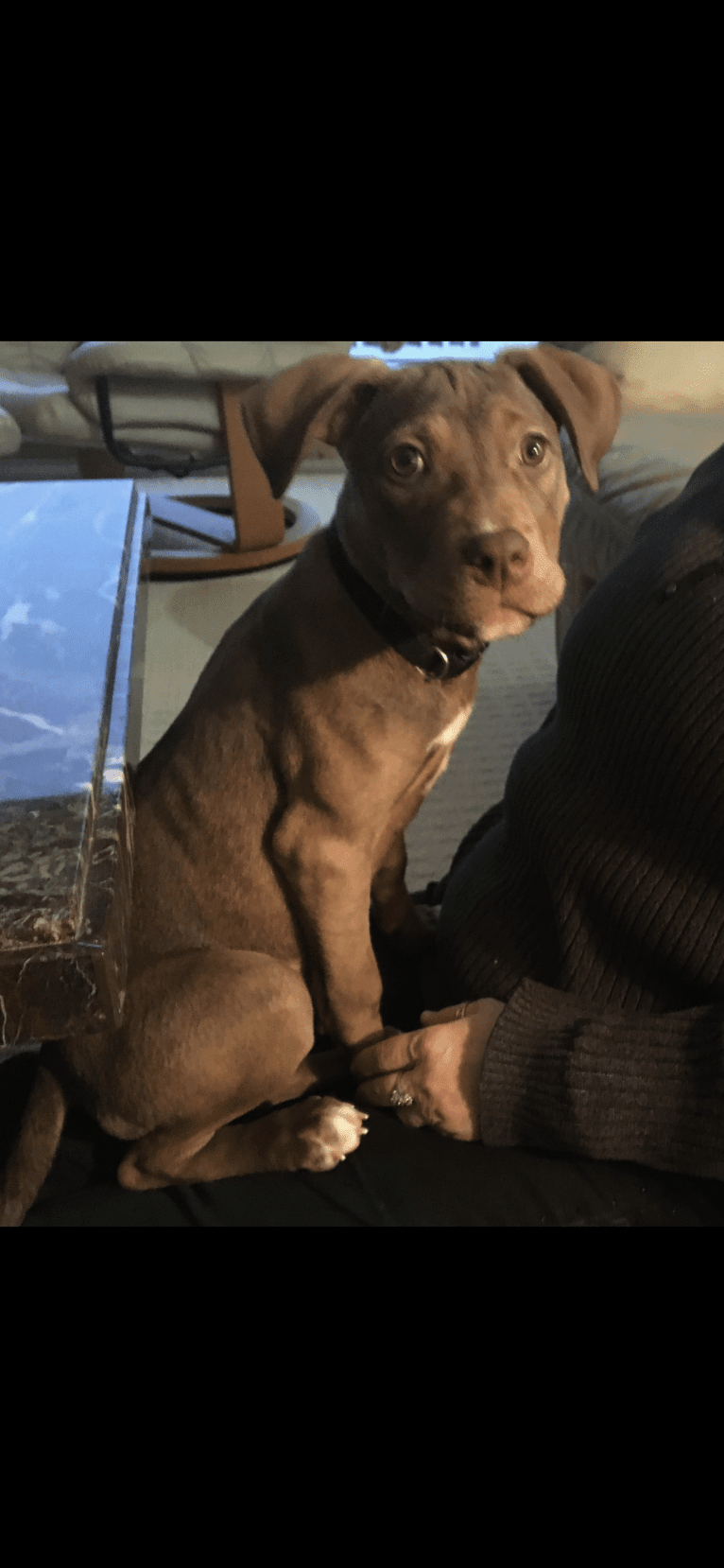 Daisy Mae Harrington III, an American Pit Bull Terrier and Rottweiler mix tested with EmbarkVet.com