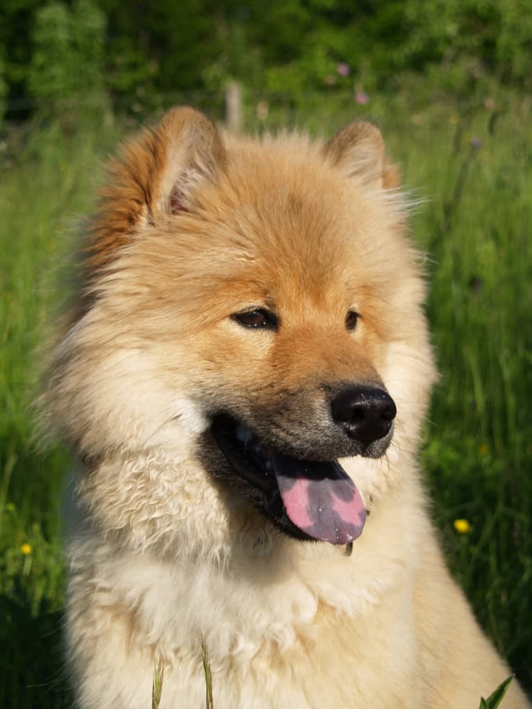 Mini, an Eurasier tested with EmbarkVet.com