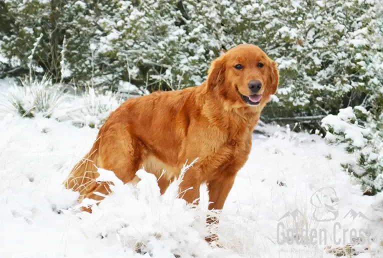 Ruby, a Golden Retriever tested with EmbarkVet.com