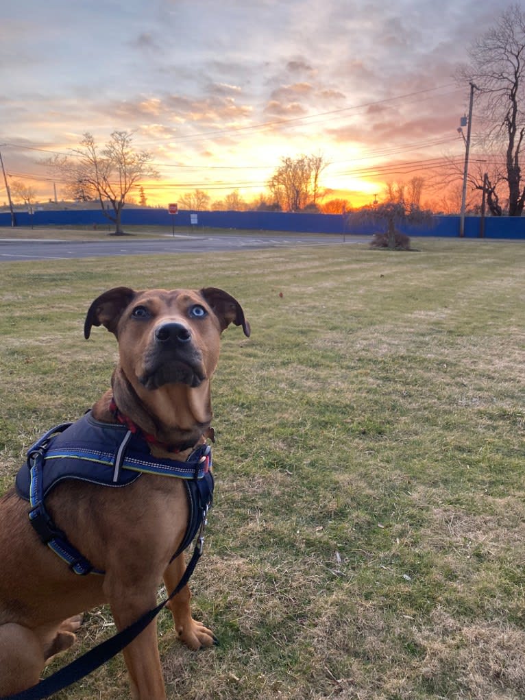 Walker, an American Pit Bull Terrier and Rottweiler mix tested with EmbarkVet.com