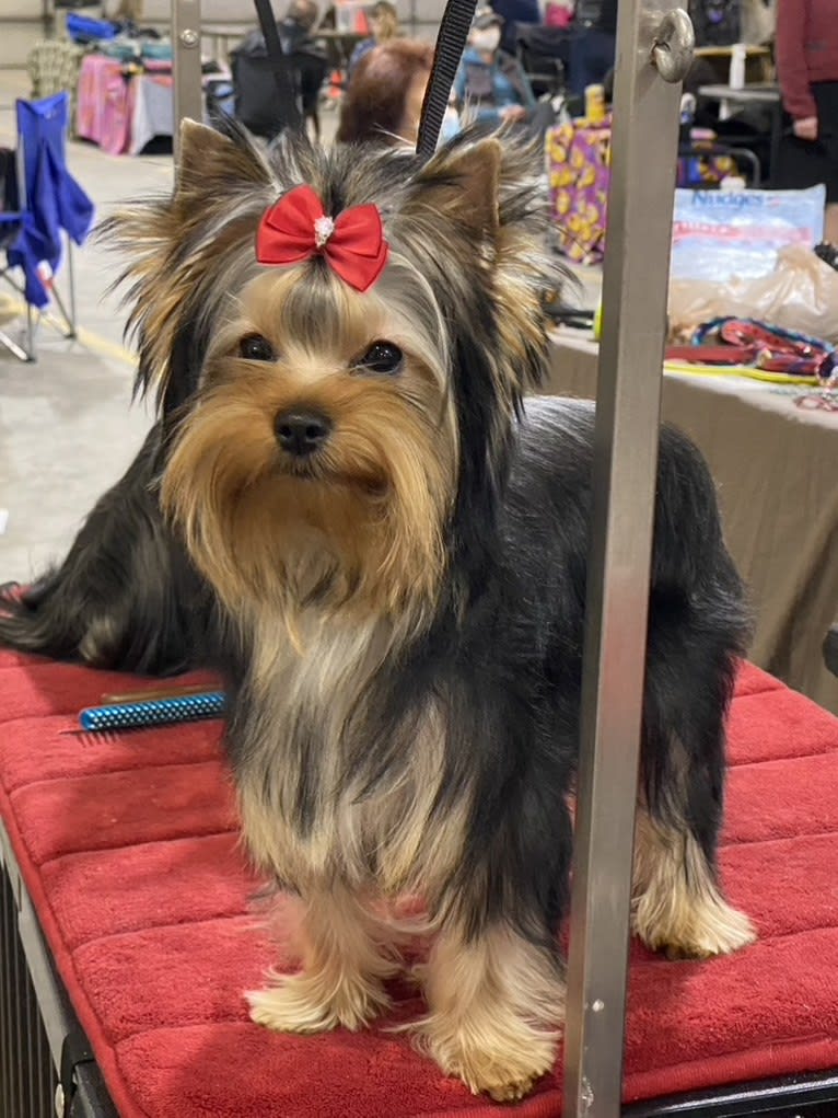 Ruthie, a Yorkshire Terrier tested with EmbarkVet.com