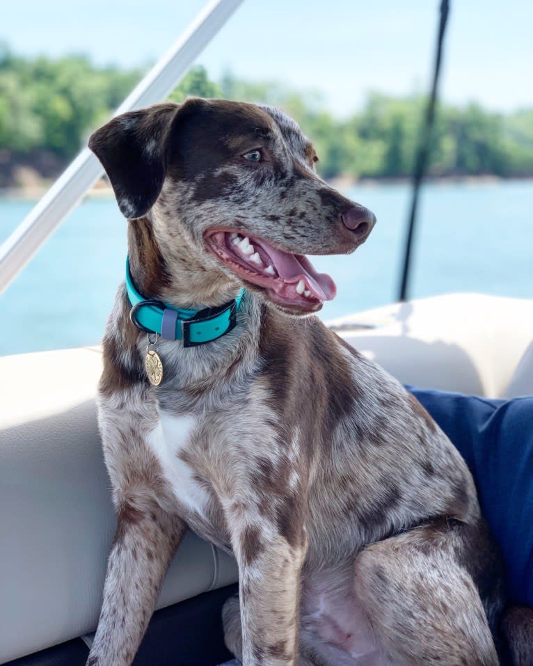 Davey Jones, an American Pit Bull Terrier and Labrador Retriever mix tested with EmbarkVet.com